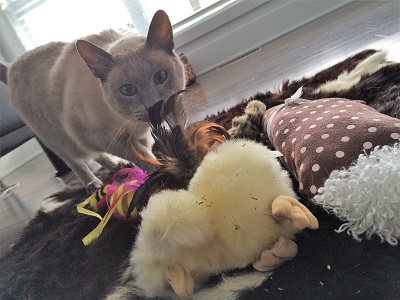 Sebastian wants to play!